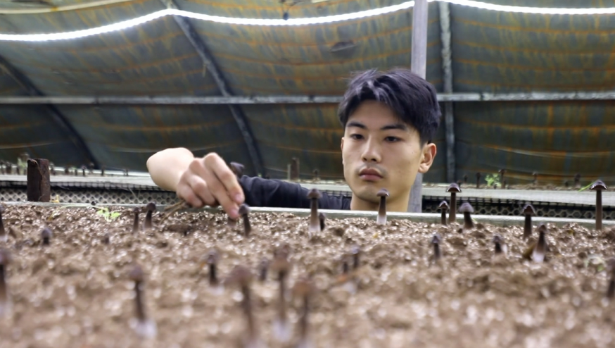 特色種植產業助增收